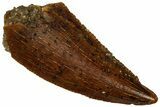 Serrated Raptor Tooth - Real Dinosaur Tooth #297801-1